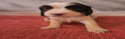 Sprocker dogs for sale: Beautiful cocker Spaniel  in Barnsley - Advert 4