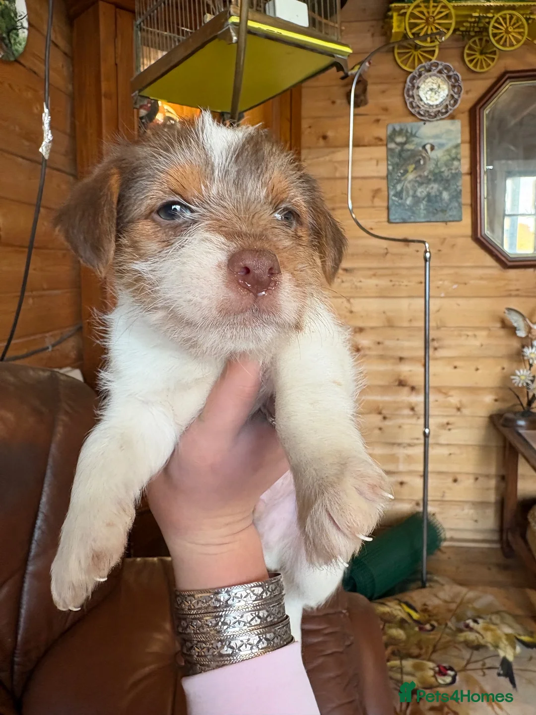 Jack Russell dogs for sale: Jack Russell puppies - Advert 2
