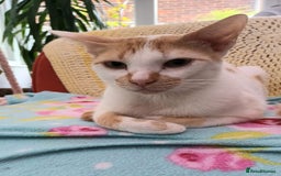 Mixed Breed cats for adoption: Sweet cuddly Carrot is a perfect family cat  - Image 6