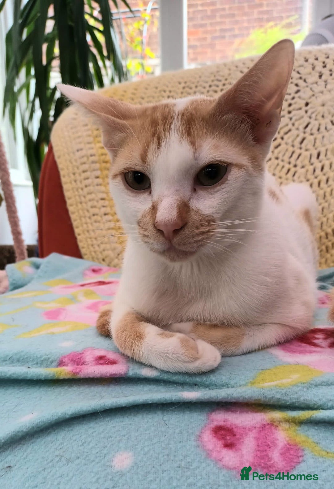 Mixed Breed cats for adoption: Sweet cuddly Carrot is a perfect family cat  - Image 6
