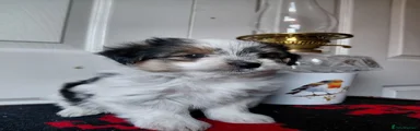 Biewer Terrier 1
