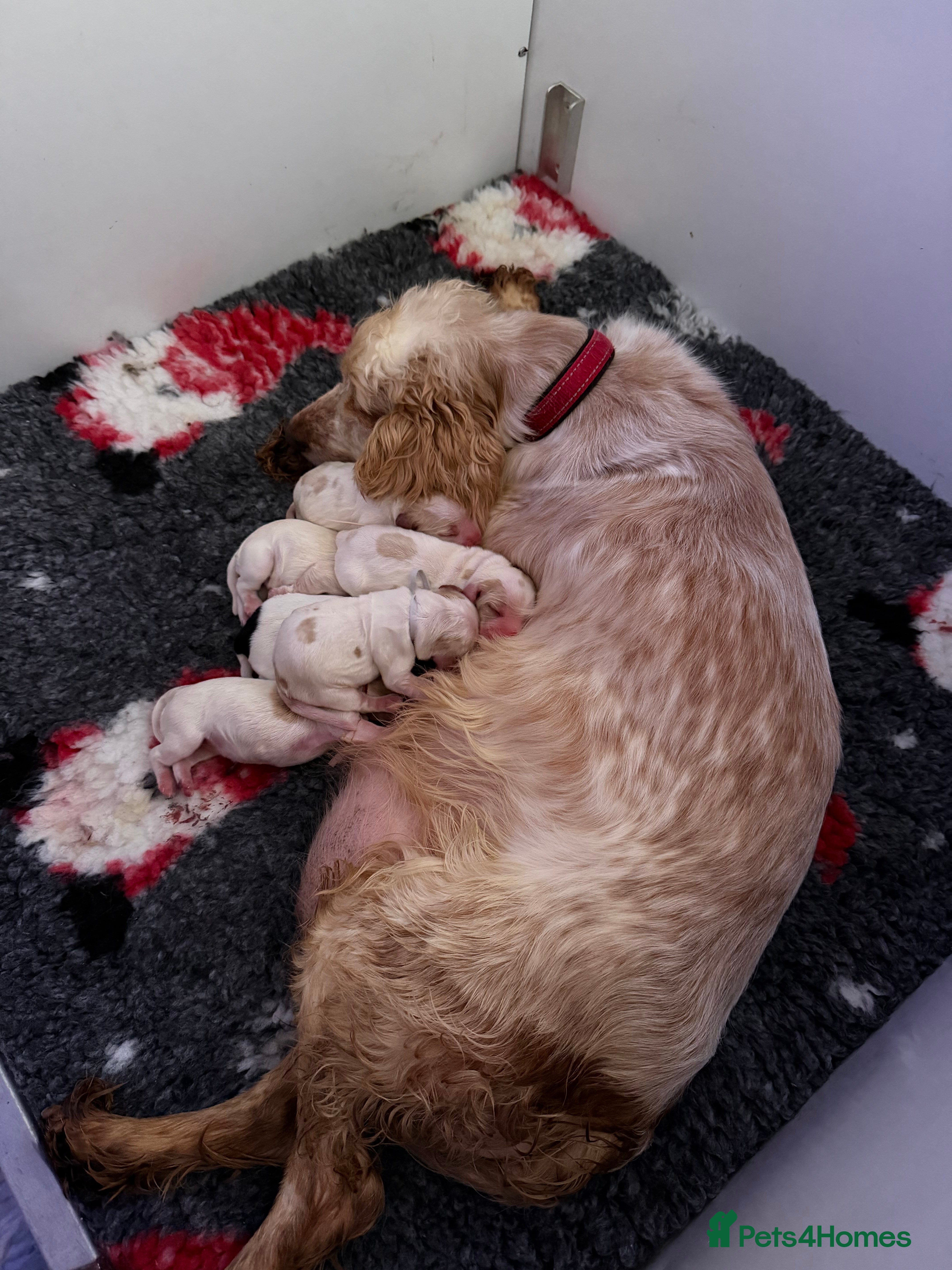 Cocker Spaniel dogs KC Registered & Fully DNA tested  - Advert 6