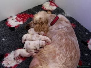 Cocker Spaniel dogs KC Registered & Fully DNA tested - Advert 17