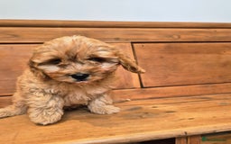 Cavapoo dogs for sale: F1 Red Cavapoo Puppies - Image 6
