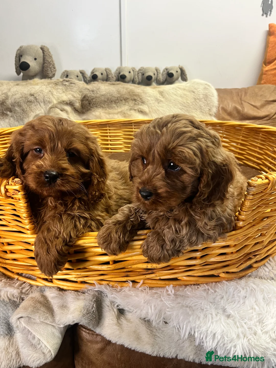 Cavapoo dogs for sale: stunningly stunning cavapoo health tested litter - Advert 10