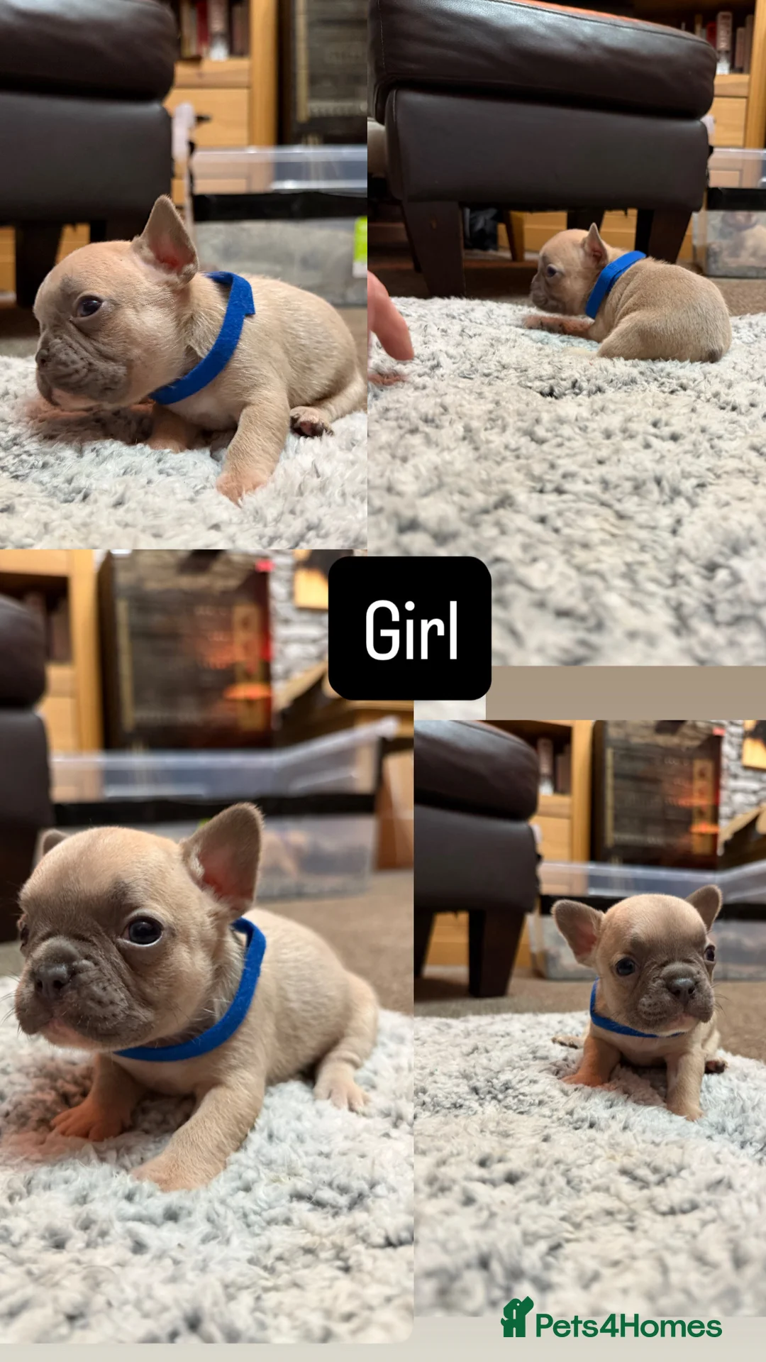 French Bulldog dogs for sale: KC Reg French Bulldog Pups  - Advert 4