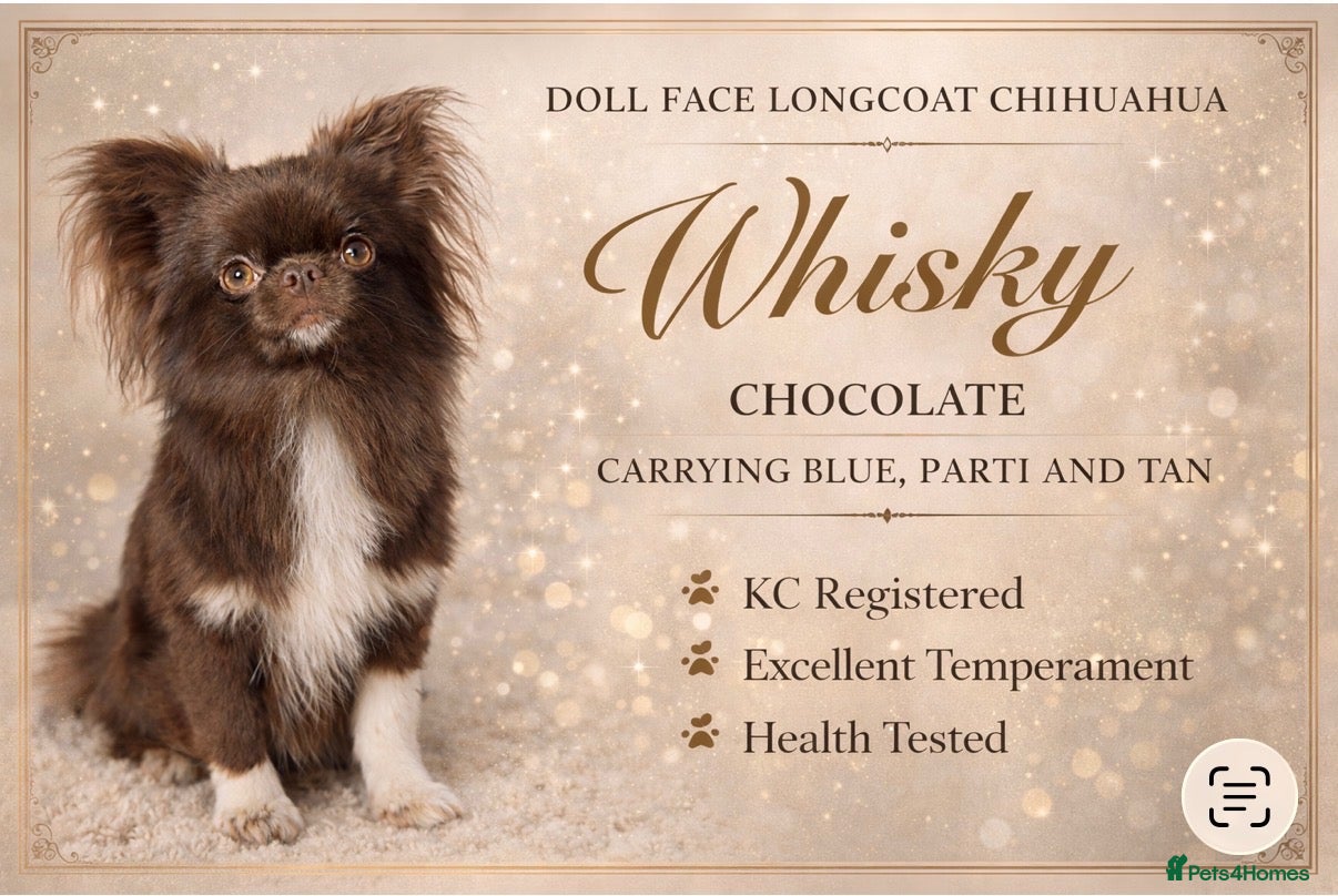 Chihuahua dogs Chocolate Longcoat chihuahua stud in Sunderland - Advert 16