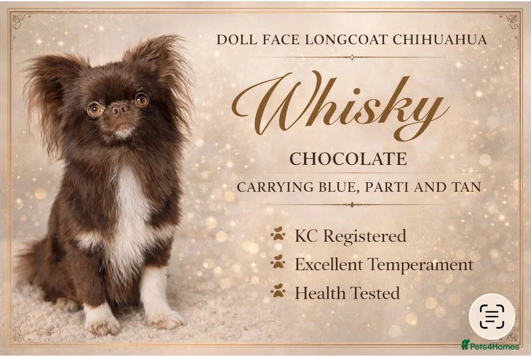 Chihuahua dogs for stud: Chocolate Longcoat chihuahua stud in Sunderland - Advert 1
