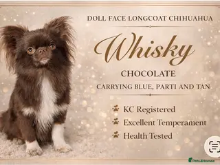 Chihuahua dogs Chocolate Longcoat chihuahua stud in Sunderland - Advert 16