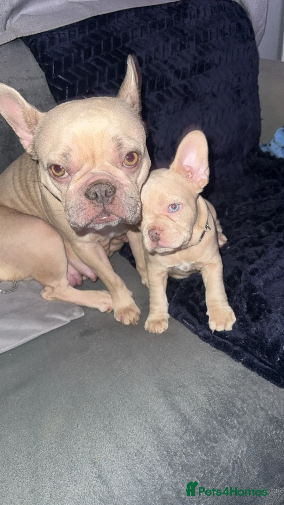 French Bulldog dogs for sale: Vaccine and Micro Chipped French Bulldog Puppies - Advert 33