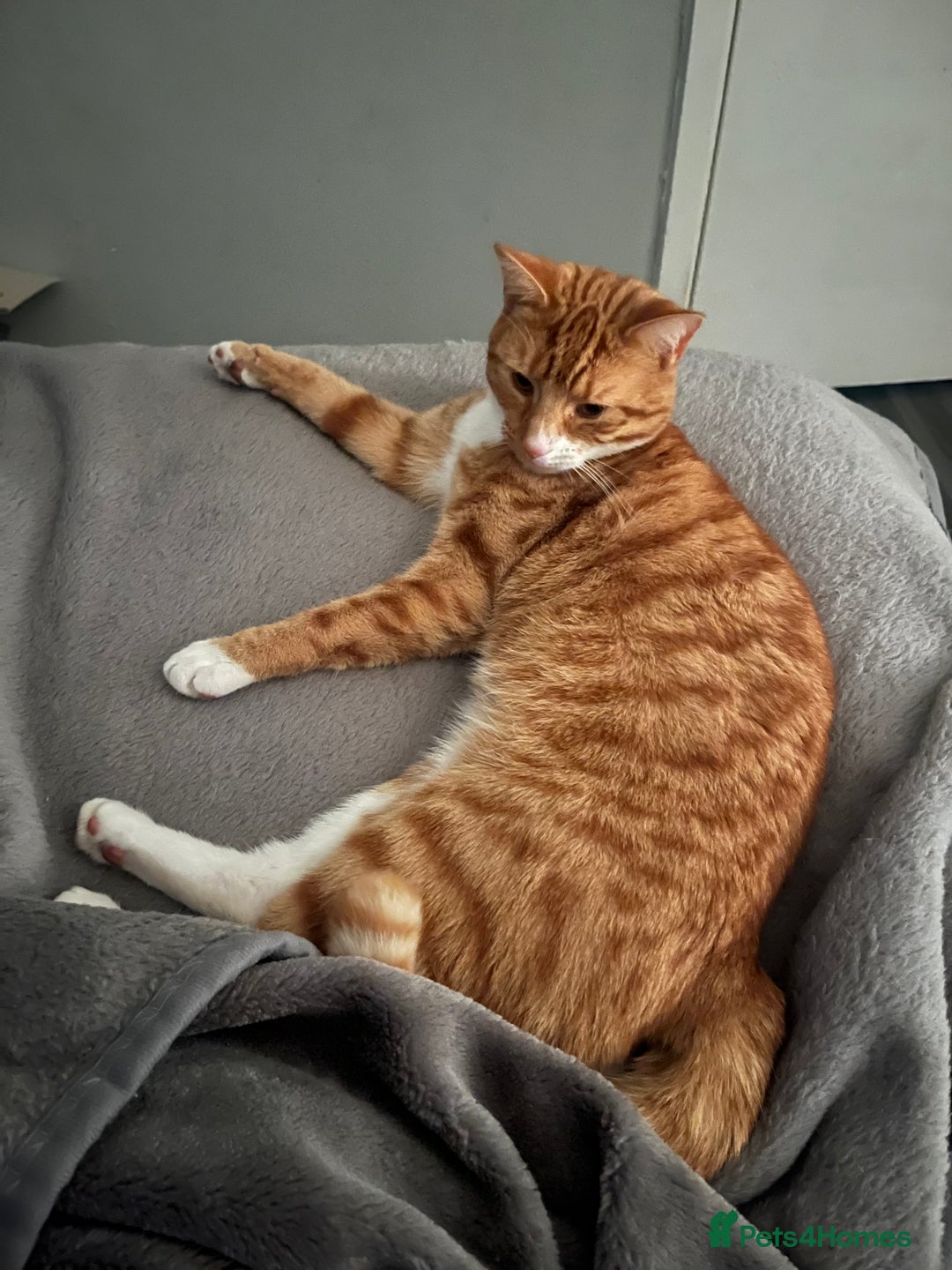 Mixed Breed cats for sale: My Myles  - Image 4