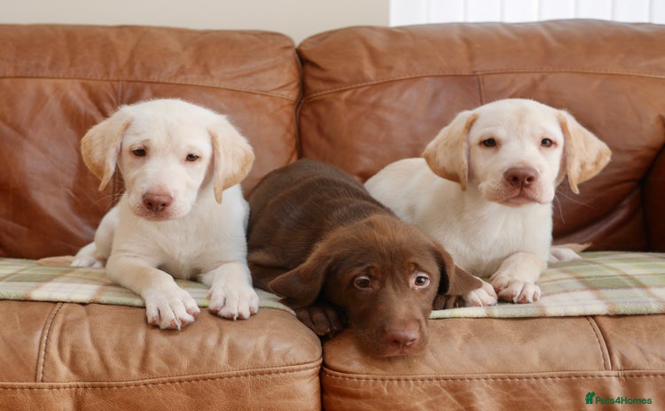 Labrador Retriever dogs - Advert 1