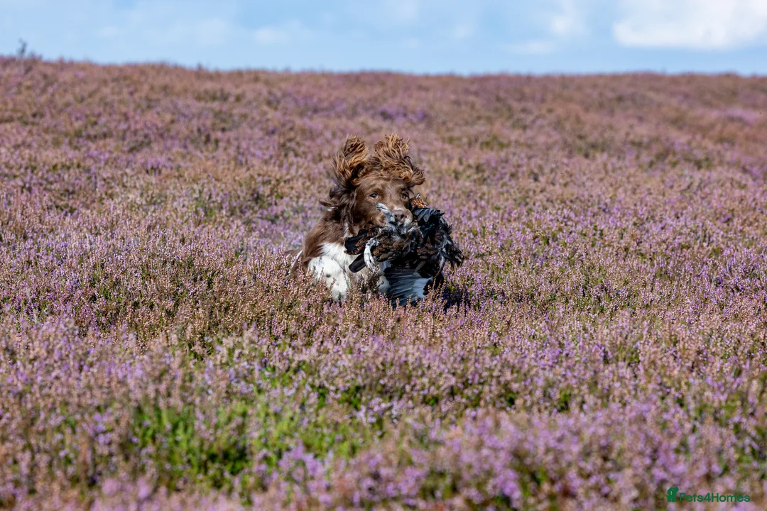 English Springer Spaniel dogs for stud: Working Springer Spaniel for Stud in Bedale - Advert 11