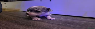 Chihuahua 2