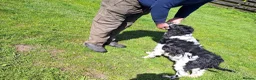 English Springer Spaniel dogs for sale: KC Show Line ESS puppies (1 B&W Boy Available) - Advert 5