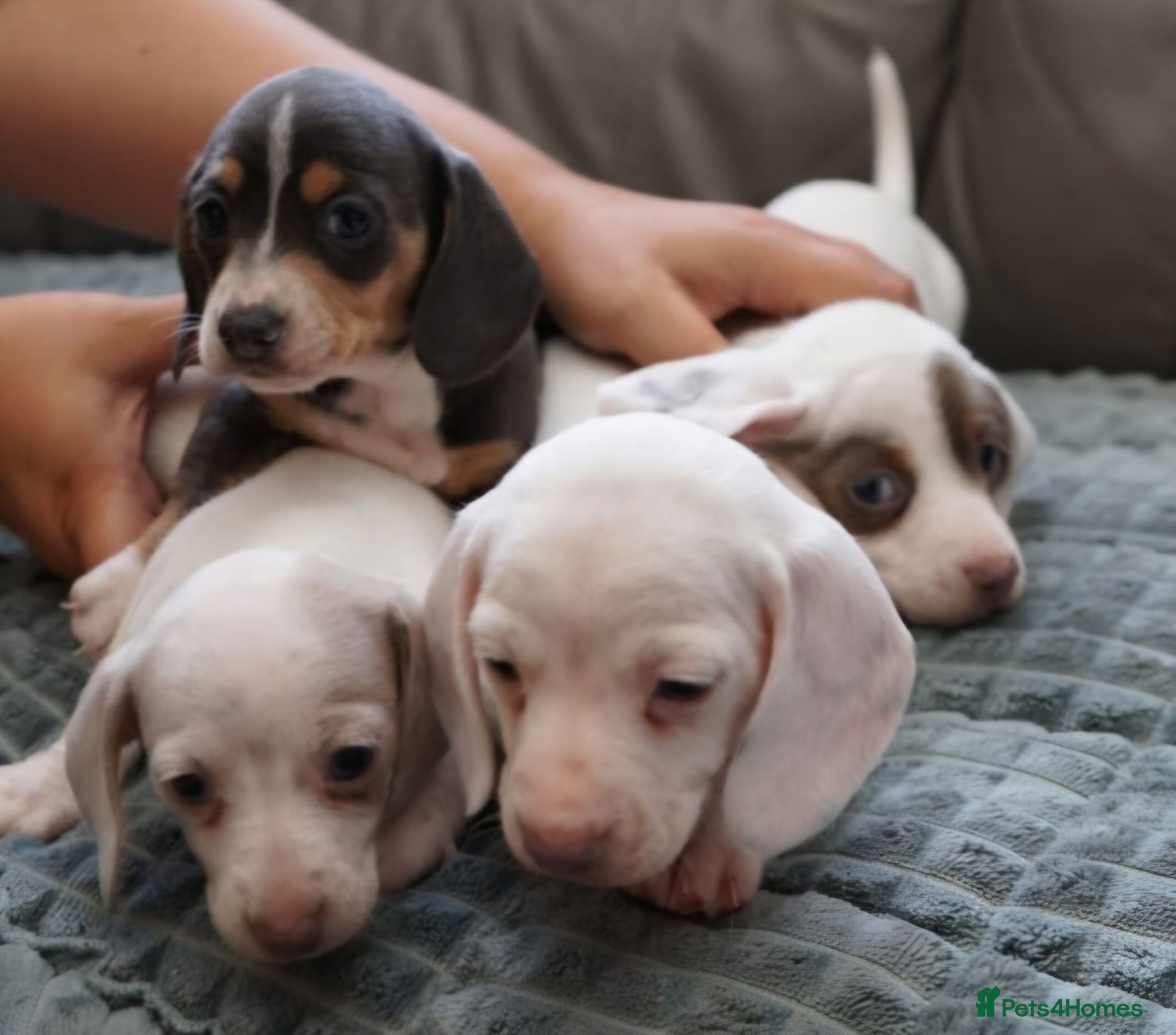 Miniature Dachshund dogs KC PIEBALD MINIATURE DACHSHUNDS - Advert 1