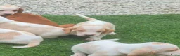 Basset Hound dogs for sale: Quality kc basset hound puppies  in Saint Austell - Advert 10