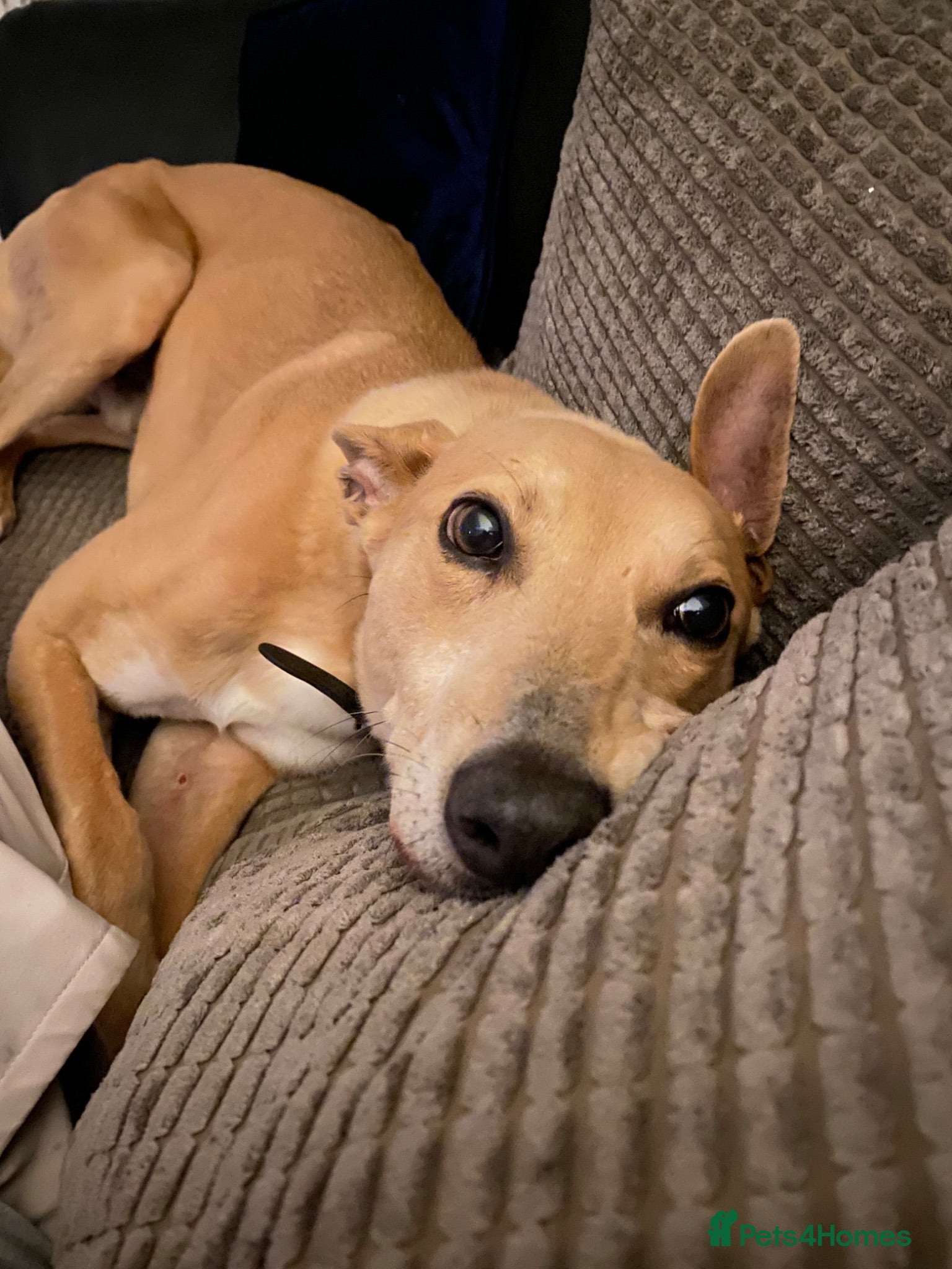 Greyhound dogs Woody | Greyhound  **  - Advert 6