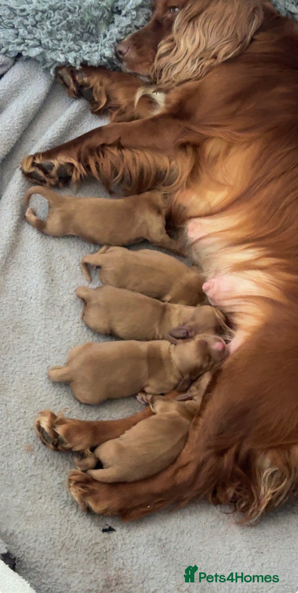 Cocker Spaniel dogs Cocker spaniel puppies  - Advert 2