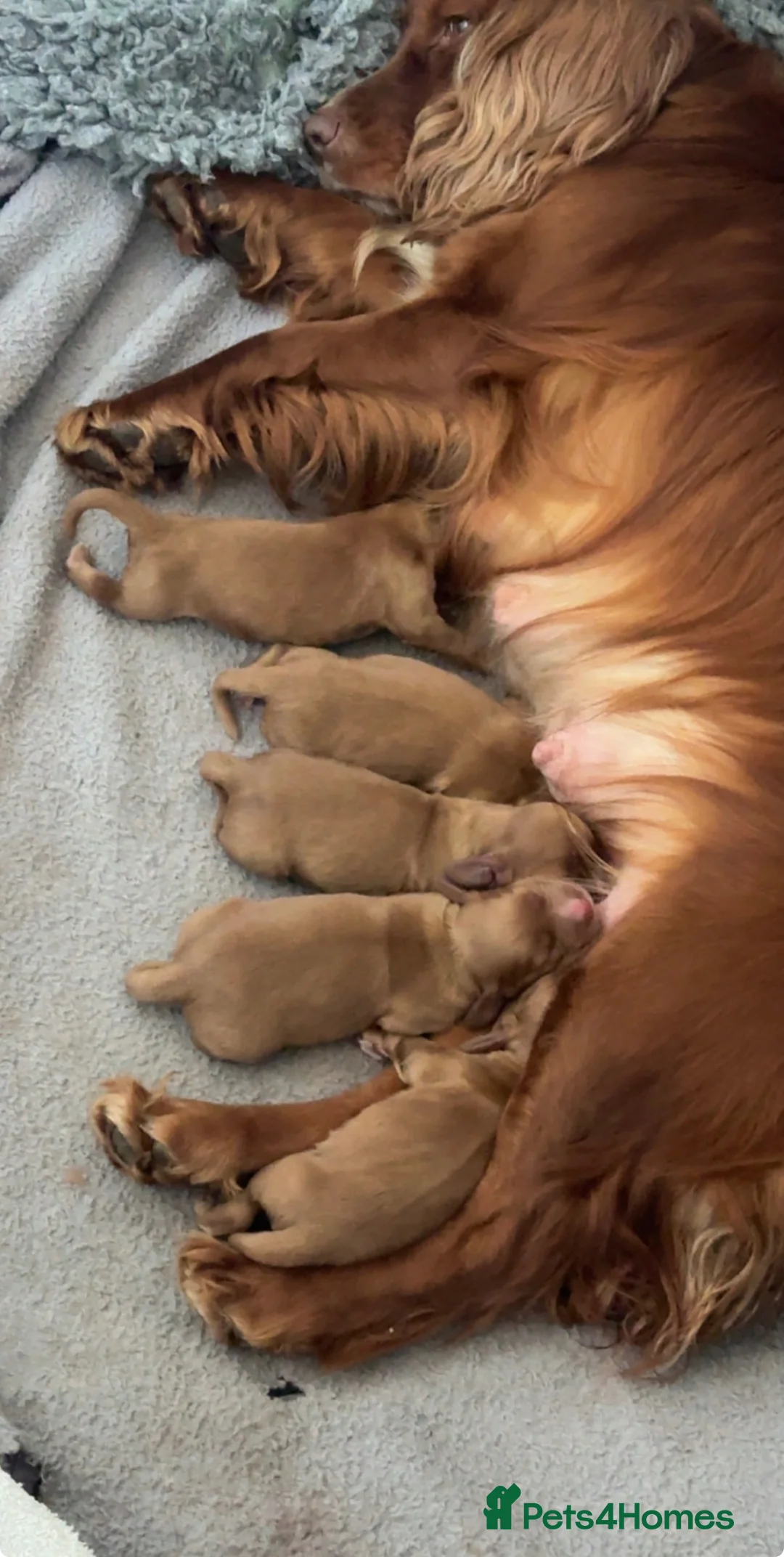 Cocker Spaniel dogs for sale: Cocker spaniel puppies  - Advert 1