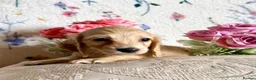 Miniature Dachshund dogs for sale: Beautiful kc cream long haired mini daxies - Advert 4