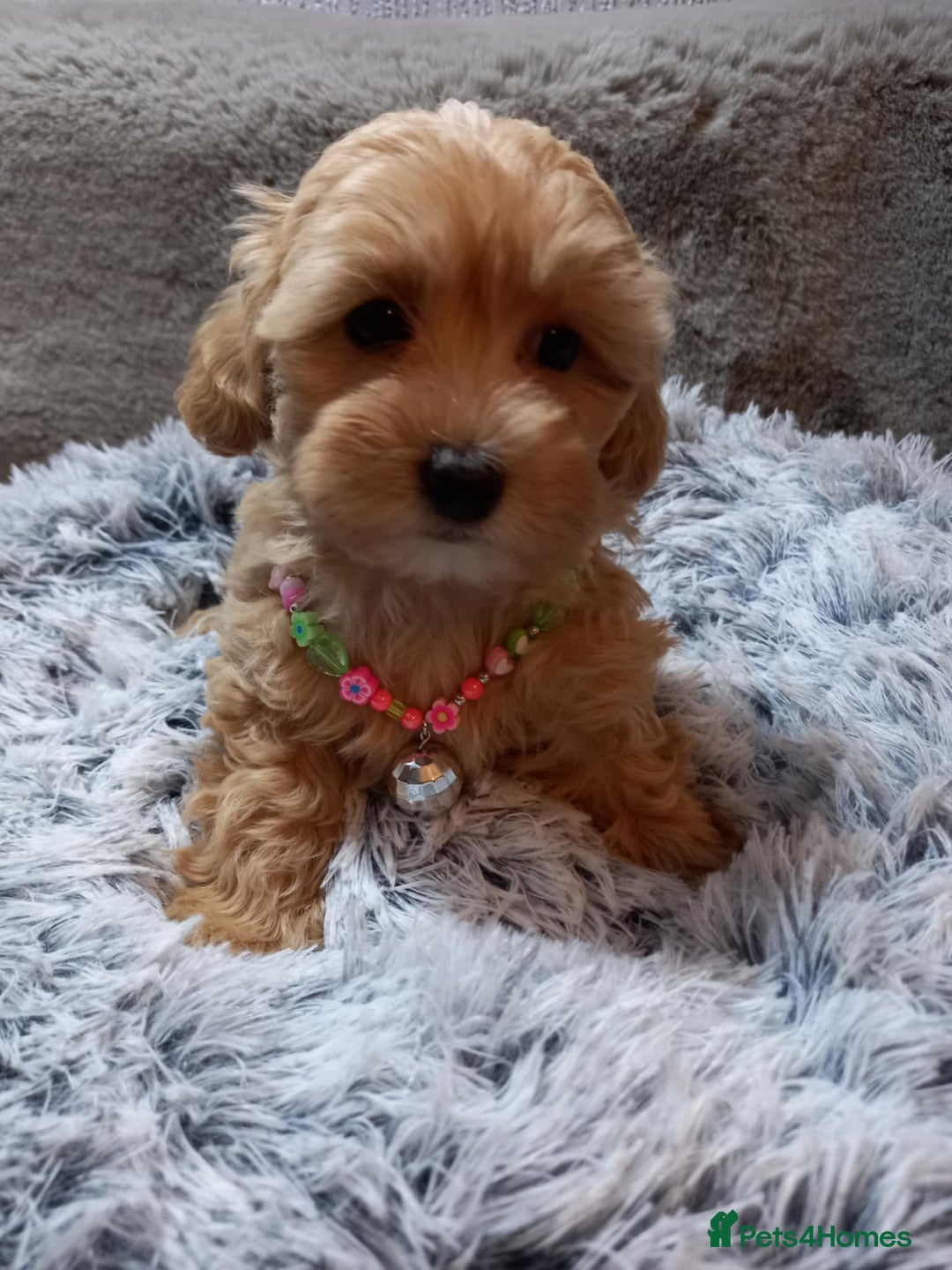 Maltipoo dogs for sale: Beautiful F1 Puppies for Sale! - Advert 10