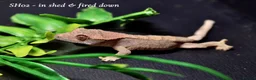 Gecko reptiles for sale: Baby Crested Gecko For Sale 🦎 - Advert 5