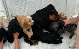 Cockapoo dogs for sale: Cockapoo - Image 4