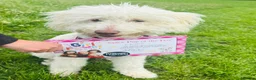 Bordoodle dogs for sale: F1 & F1b Bordoodle pups expected - Advert 20