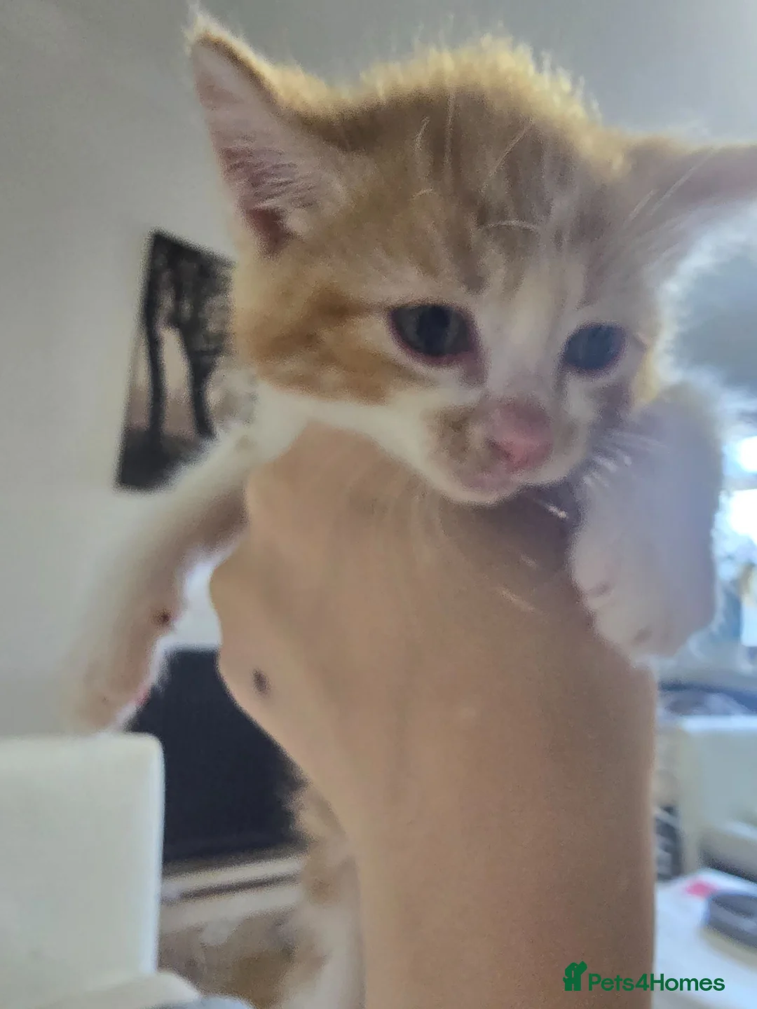Mixed Breed cats for sale: 4 gorgeous kittens for sale  - Advert 2