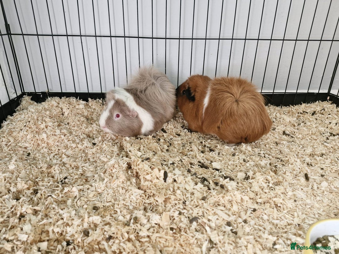 Guinea Pig rodents for sale: two beautiful male guinea pigs - Image 2