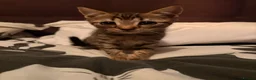 American Wirehair cats for sale: 1 Male 1 Female kitten - Advert 9