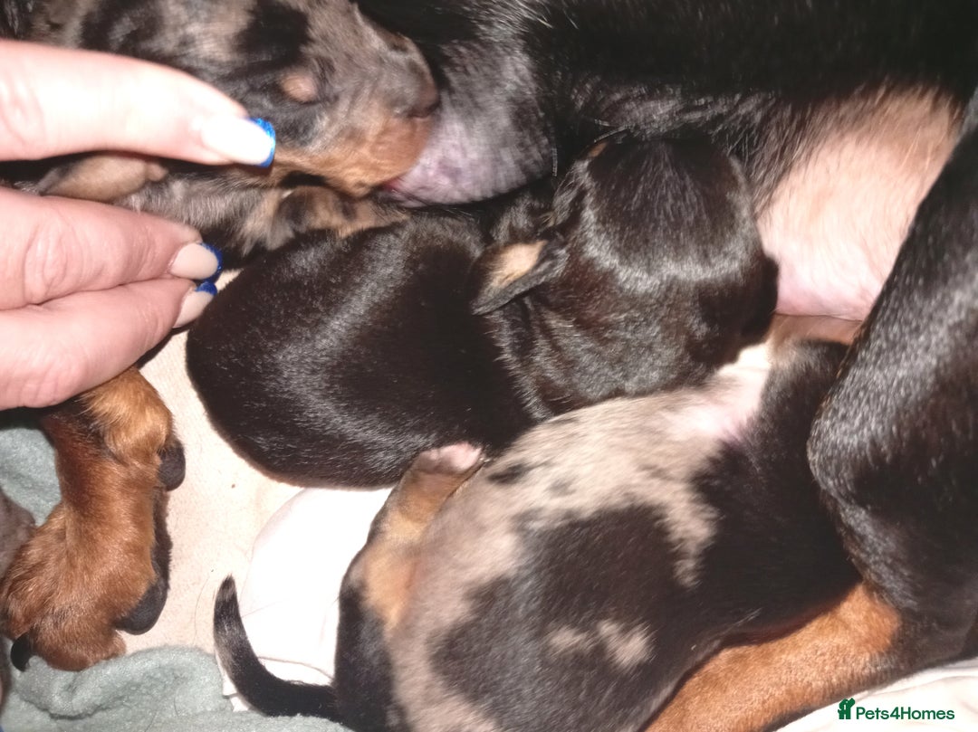 Dachshund dogs for sale: Daushund puppies  - Advert 13