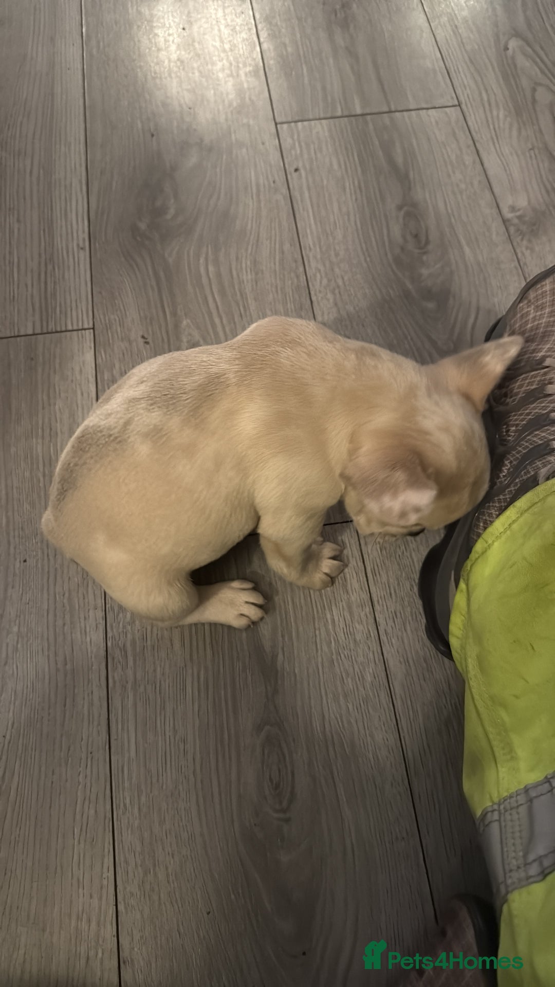 French Bulldog dogs for sale: French bulldog puppies - Image 7