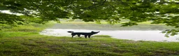 Mixed Breed dogs for sale: Koba  - Advert 5