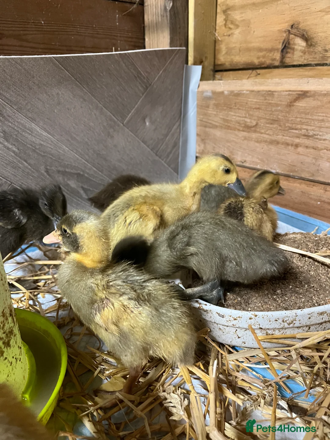 Ducks poultry for sale: Unsexed runner ducks - Advert 4