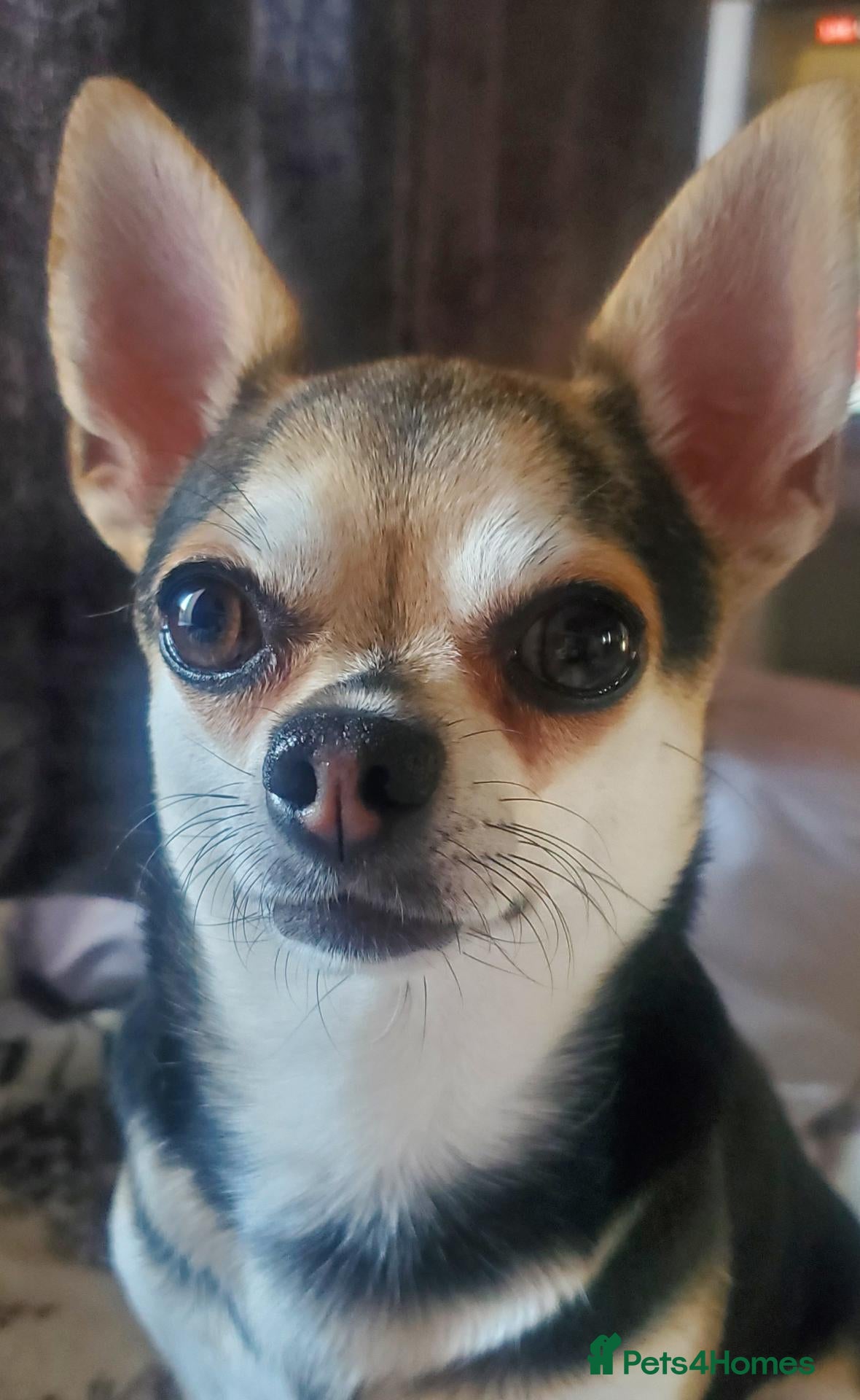 Pomchi dogs Bruce  - Advert 12