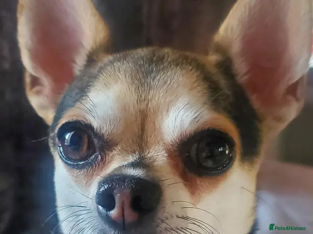 Pomchi dogs for sale: Bruce - Advert 10