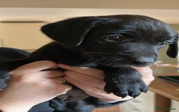 Labrador Retriever dogs for sale: 1 black Labrador puppy (female) left.  - Image 1