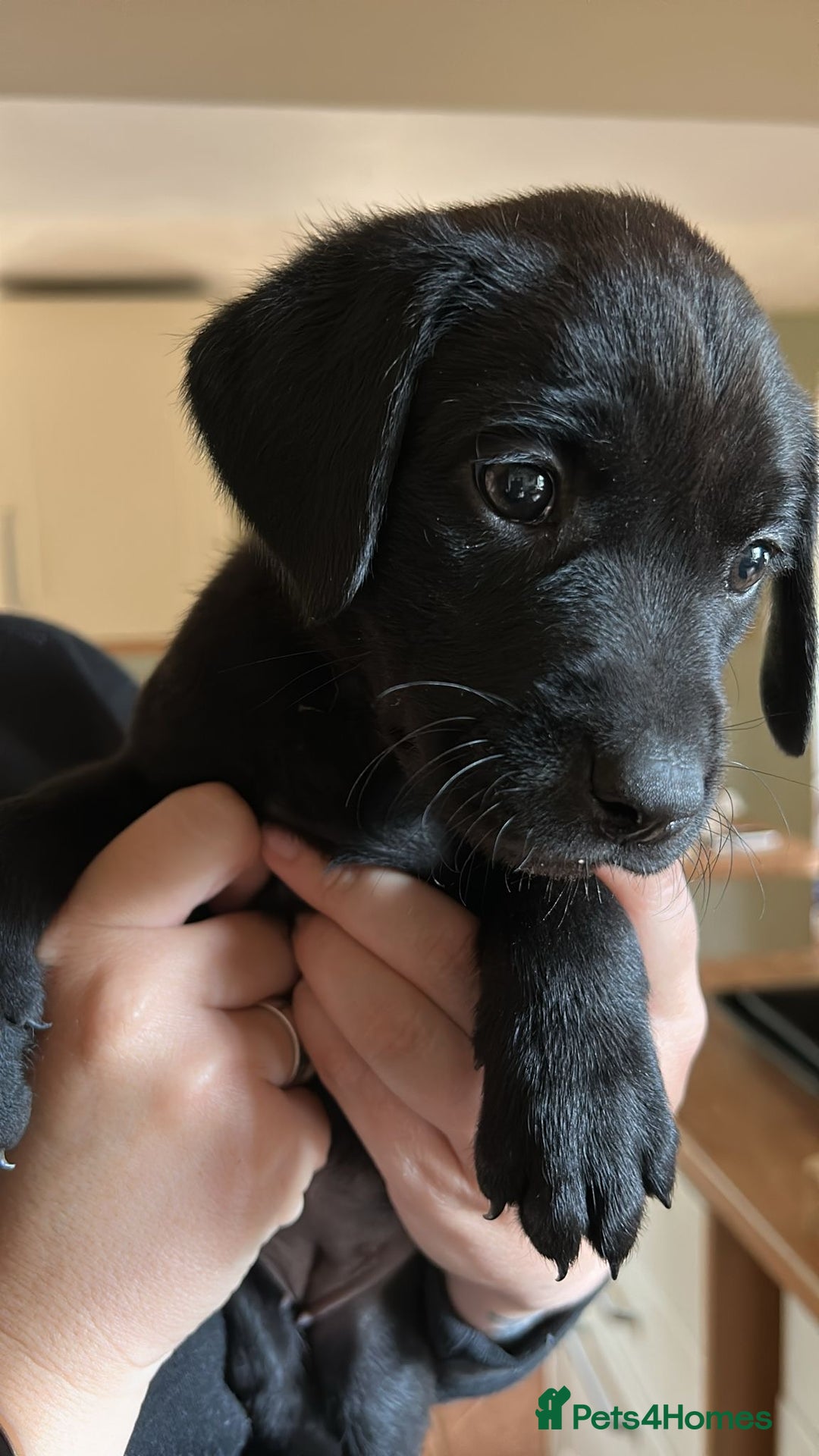 Labrador Retriever dogs for sale: 1 black Labrador puppy (female) left.  - Image 1