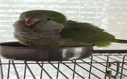 Parakeets birds for sale: Looking for a Baby Quaker parrot  - Image 1