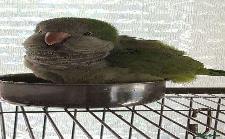 Parakeets birds - Advert 2