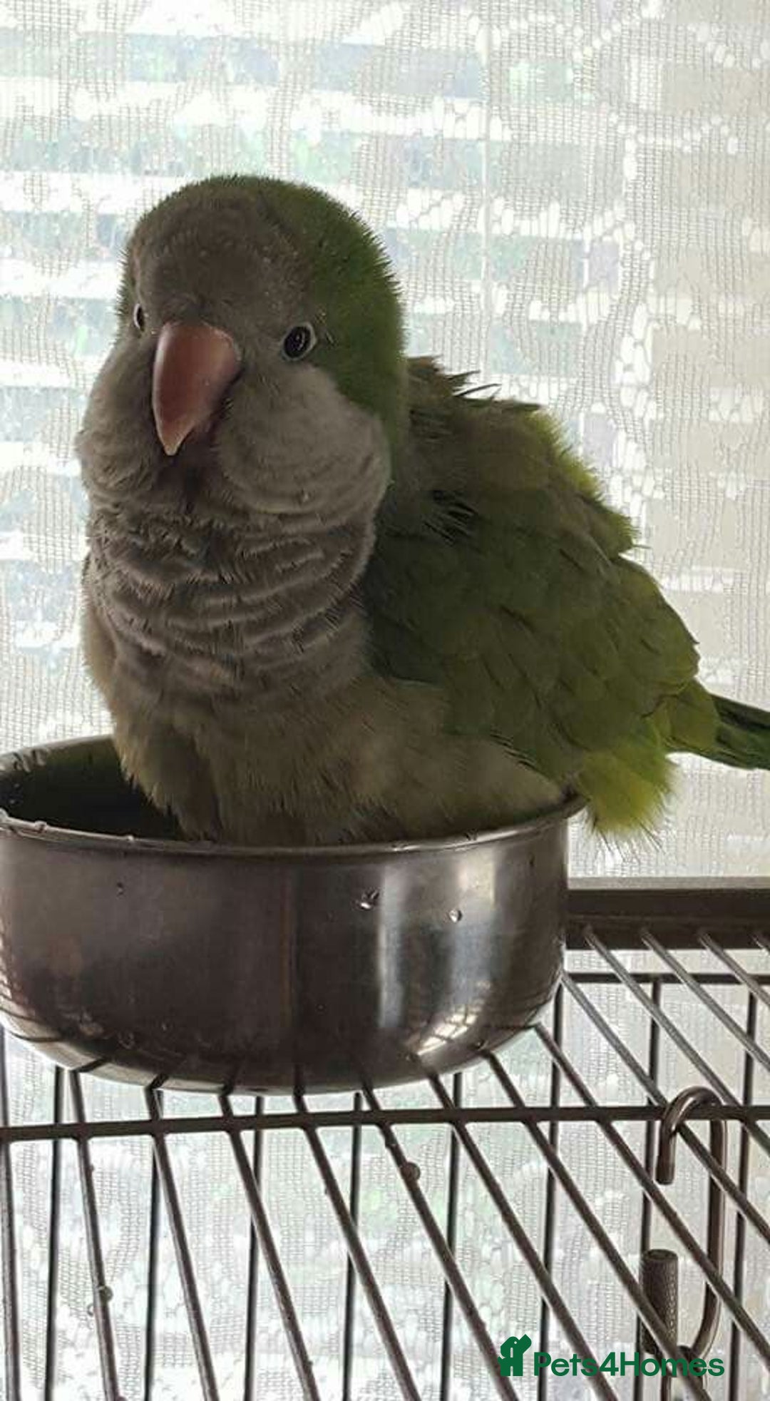 Parakeets birds for sale: Looking for a Baby Quaker parrot  - Image 1