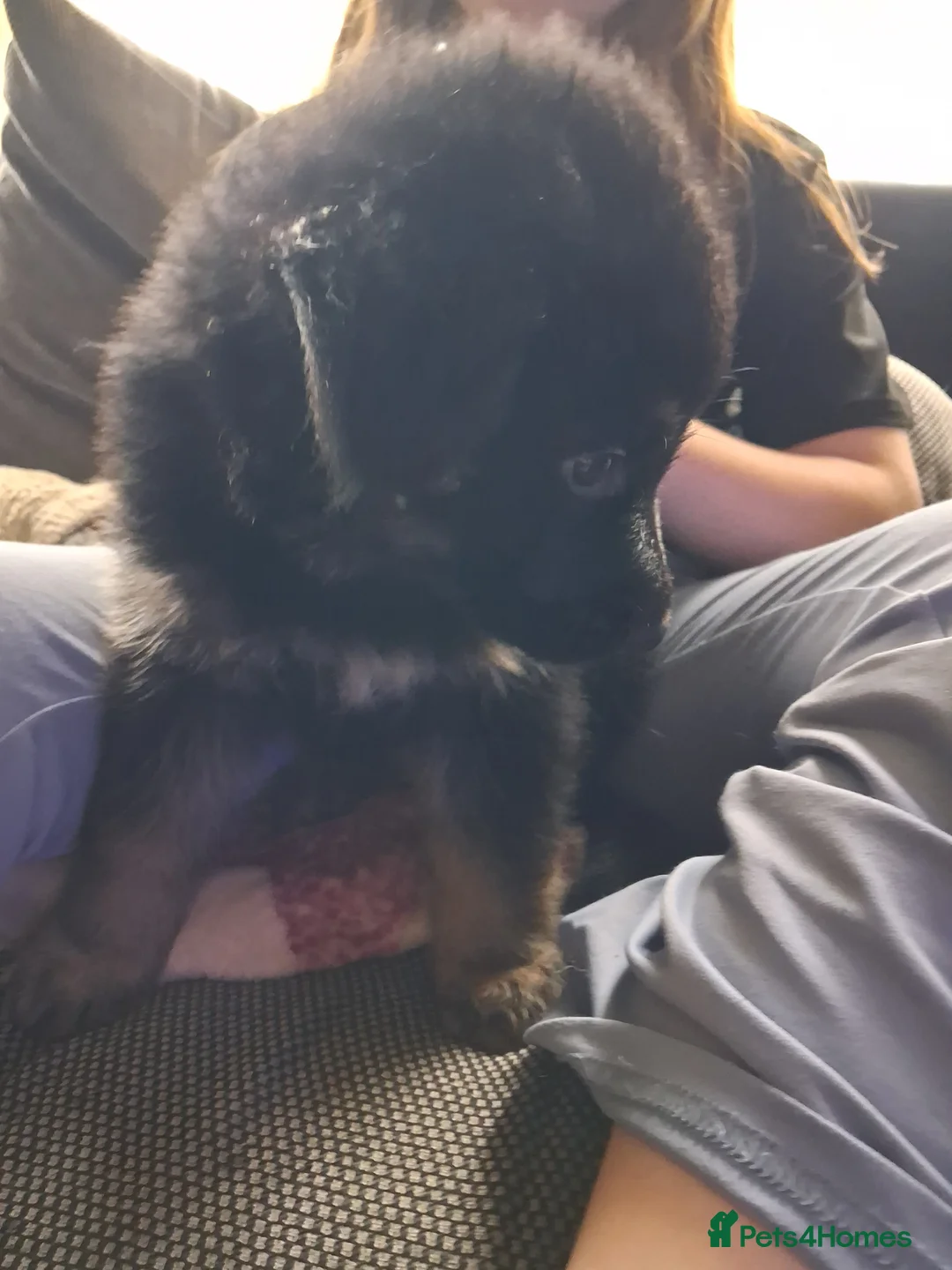 German Shepherd dogs for sale: German shepherd puppies - Advert 2