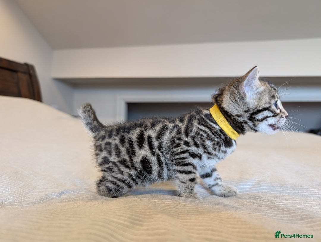 Bengal cats for sale: 🖤🤎 Gorgeous Bengal Kittens 🤎🖤 - Image 8