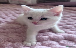 Ragdoll cats for sale: Ragdoll Cross Maine Coon Kitten - Image 11