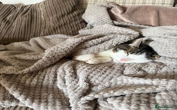 British Shorthair cats for sale: DOMESTIC SHORTHAIR Male - chipped and neutered  - Advert 6