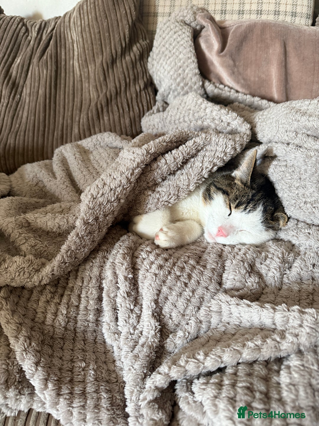 British Shorthair cats for sale: DOMESTIC SHORTHAIR Male - chipped and neutered  - Advert 6