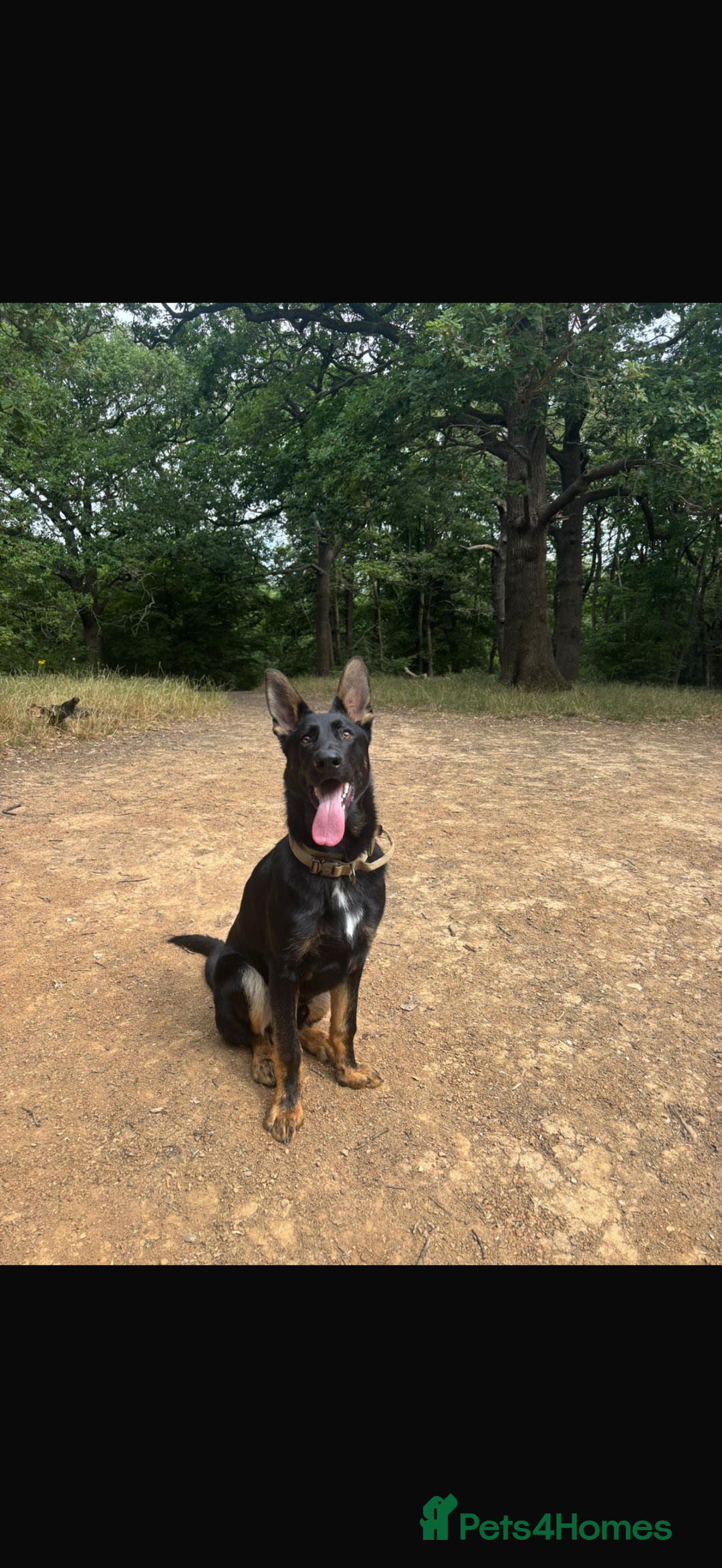 German Shepherd dogs for sale: Rocco is looking for a new home  - Advert 1