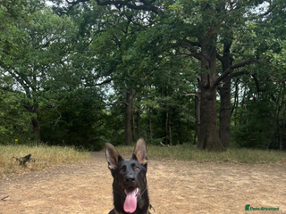 German Shepherd dogs Rocco is looking for a new home - Advert 2